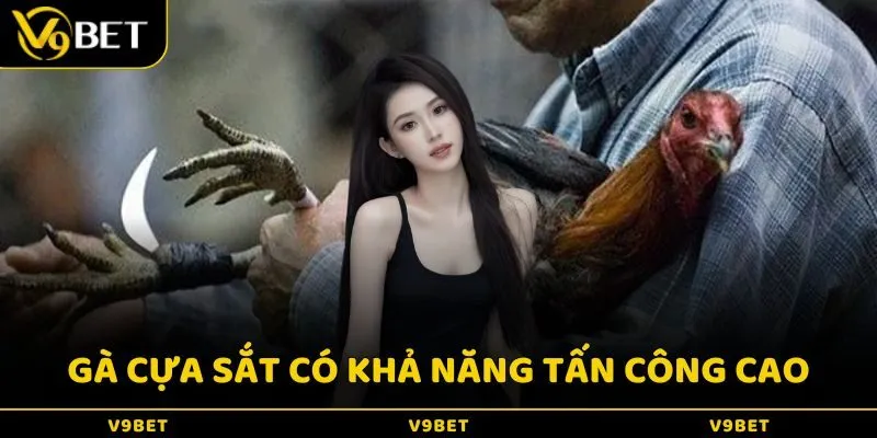 Gà chiến được gắn thêm cựa sắt sẽ giúp nâng cao khả năng tấn công