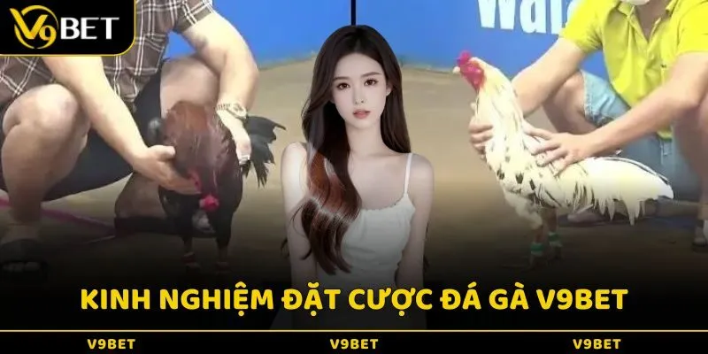 Kinh nghiệm đặt cược đá gà V9Bet hiệu quả